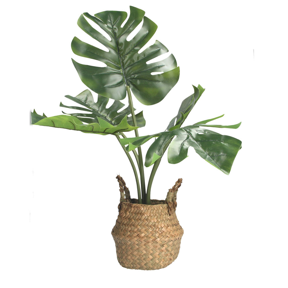 Faux Cheese Plant in Rattan Basket